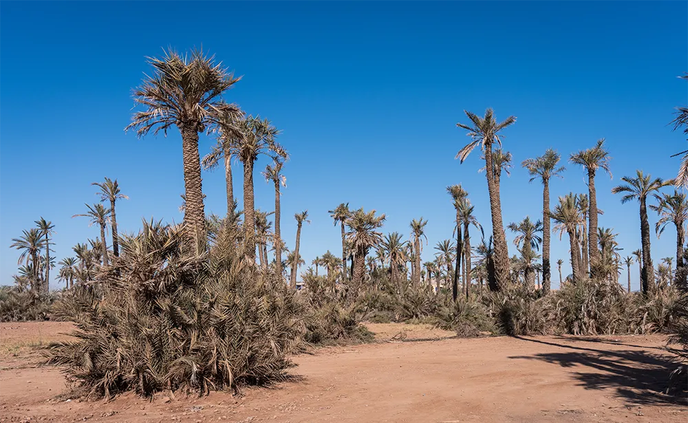 Que faire à Marrakech ? Les 10 visites incontournables 24