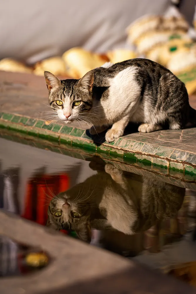 Que faire à Marrakech ? Les 10 visites incontournables 32