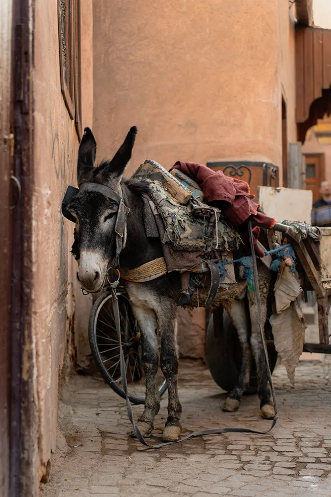 Que faire à Marrakech ? Les 10 visites incontournables 35